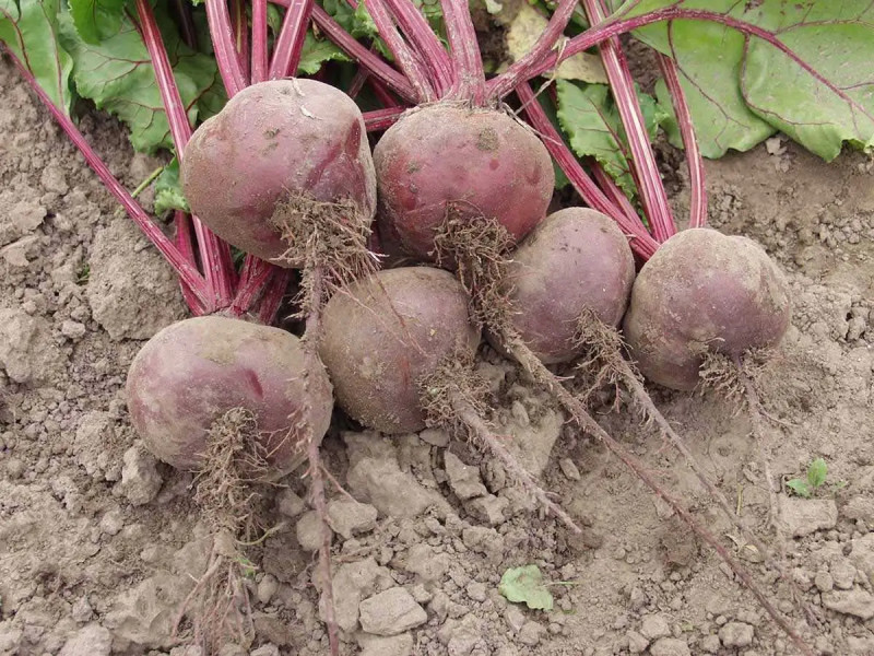 Насіння буряка столового Водан F1, 2г, Bejo, Голландія, Професійне насіння 3