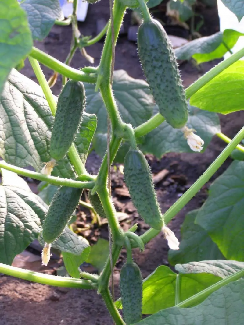 Насіння огірка Амант F1, 10 шт, Bejo, Голландія, Насіння Pro seeds 3