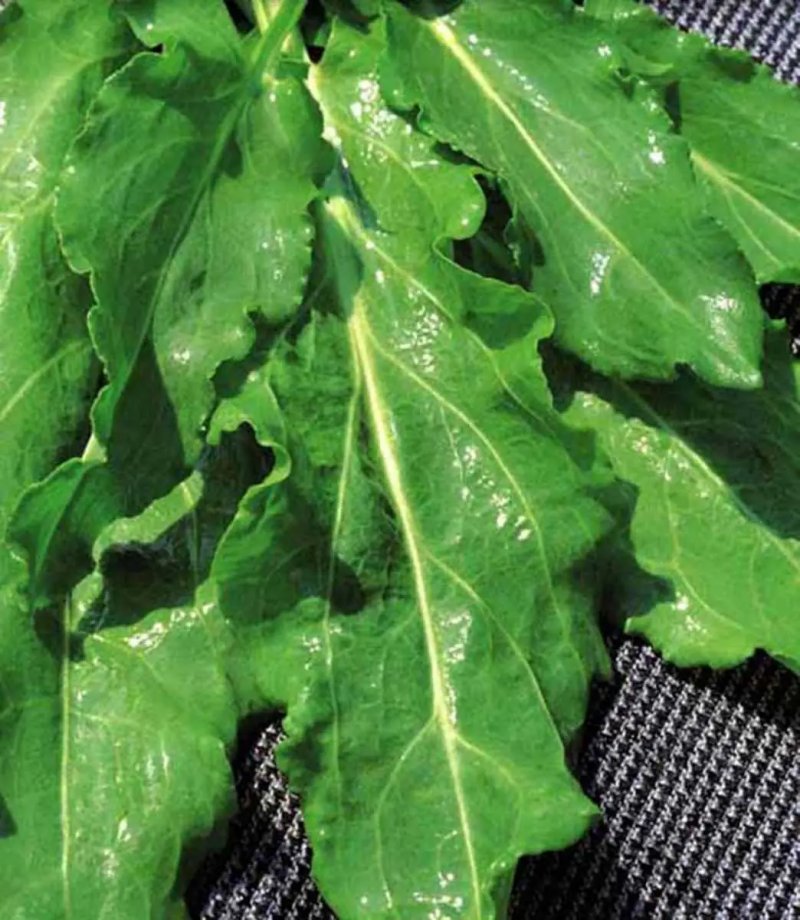 Насіння щавлю Бельвільський, 1 г, Hem, Голландія, Професійне насіння 2