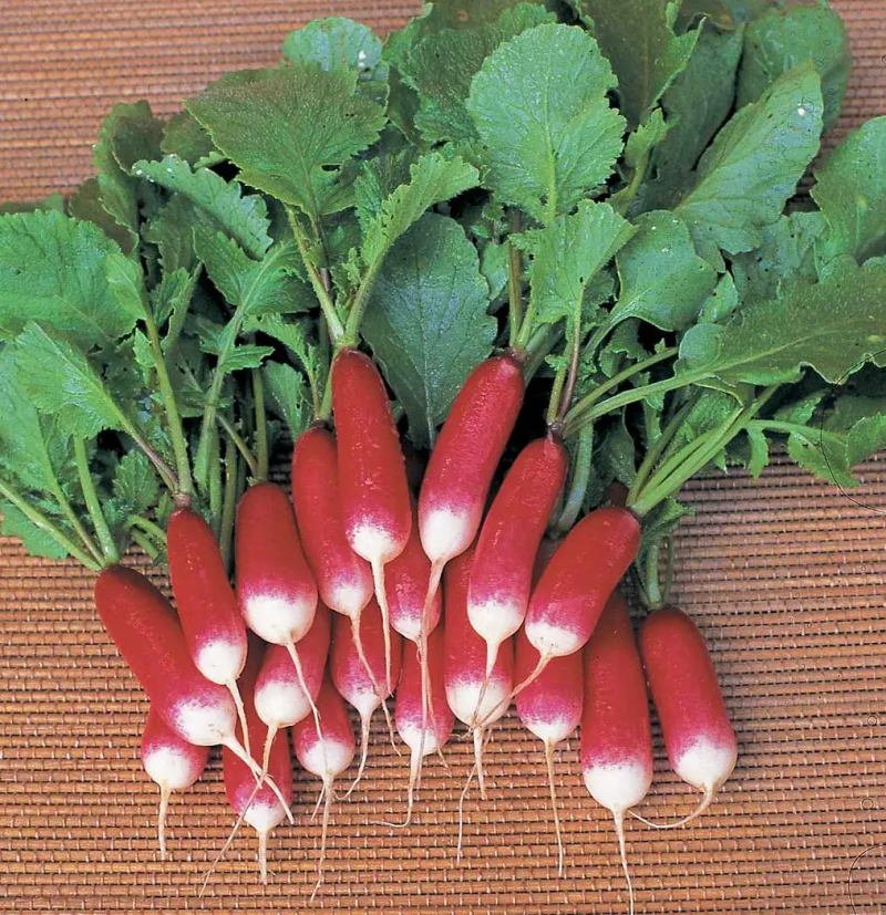 Насіння редису Французький сніданок, 3 г, Tezier, Франція, Професійне насіння 2