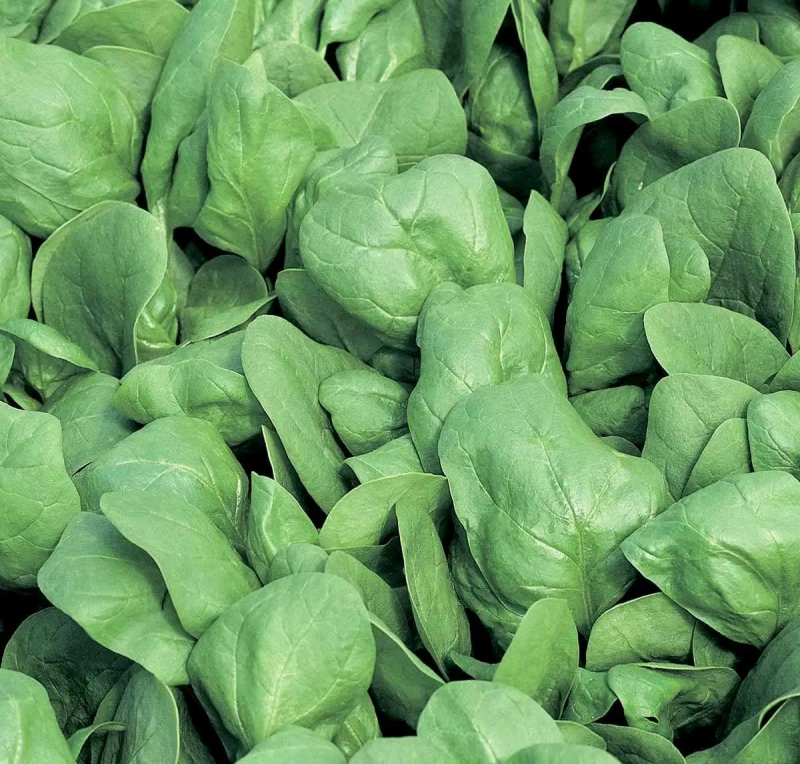 Насіння шпинату Боа, 200 шт, Rijk Zwaan, Голландія, Професійне насіння 2