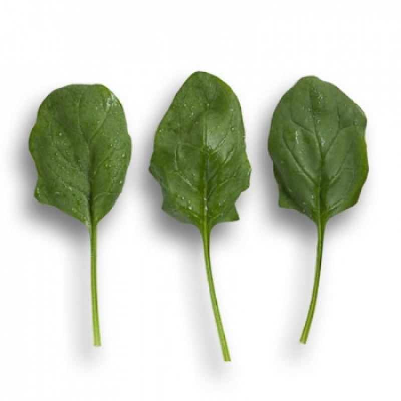 Насіння шпинату Боа, 200 шт, Rijk Zwaan, Голландія, Професійне насіння 3