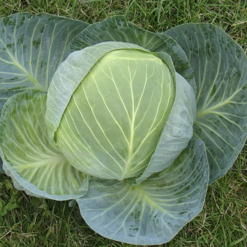 Насіння капусти Центуріон F1, 20 шт, Clause, Франція, Професійне насіння 3