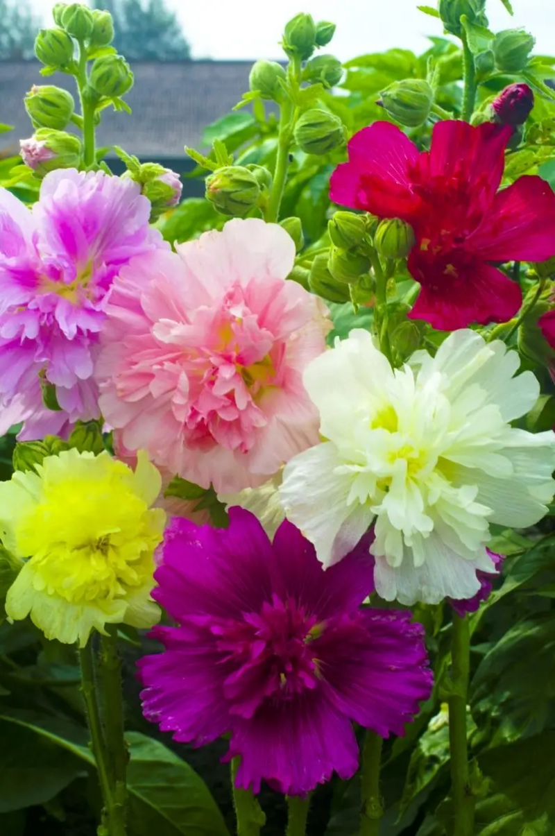 Семена мальвы Монарх смесь, 0.2 г, Hem, Голландия, Професійне насіння 2