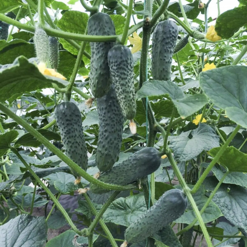 Семена огурца Лютояр F1, 10 шт, Yuksel, Турция,Професійне насіння 2