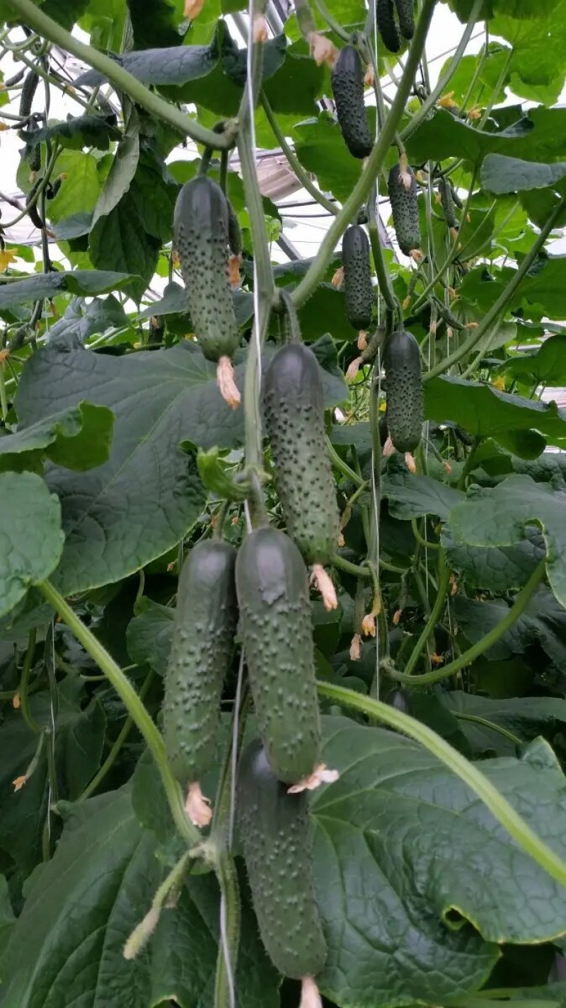 Насіння огірка Спино F1, 10 шт, Syngenta, Голландія, Професійне насіння 2