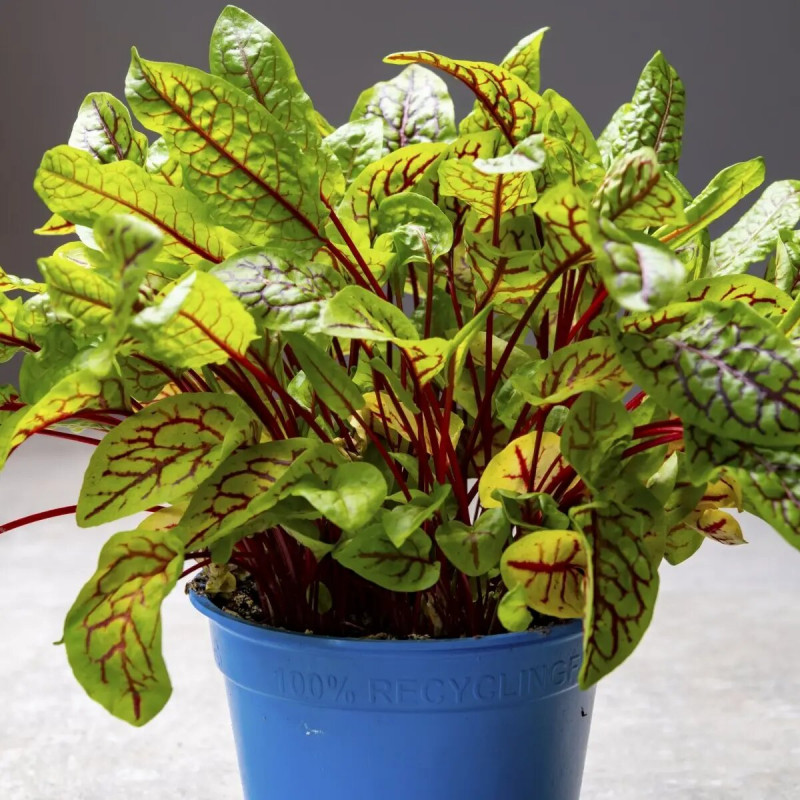 Насіння щавлю Бладі док, 0.2 г, Hem, Голландія, Професійне насіння 2