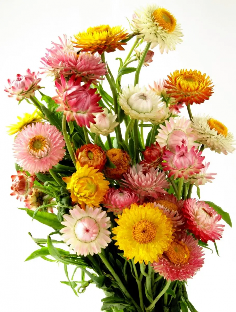 Насіння безсмертника Султан суміш, 0.2 г, Hem, Голландія, Професійне насіння 2