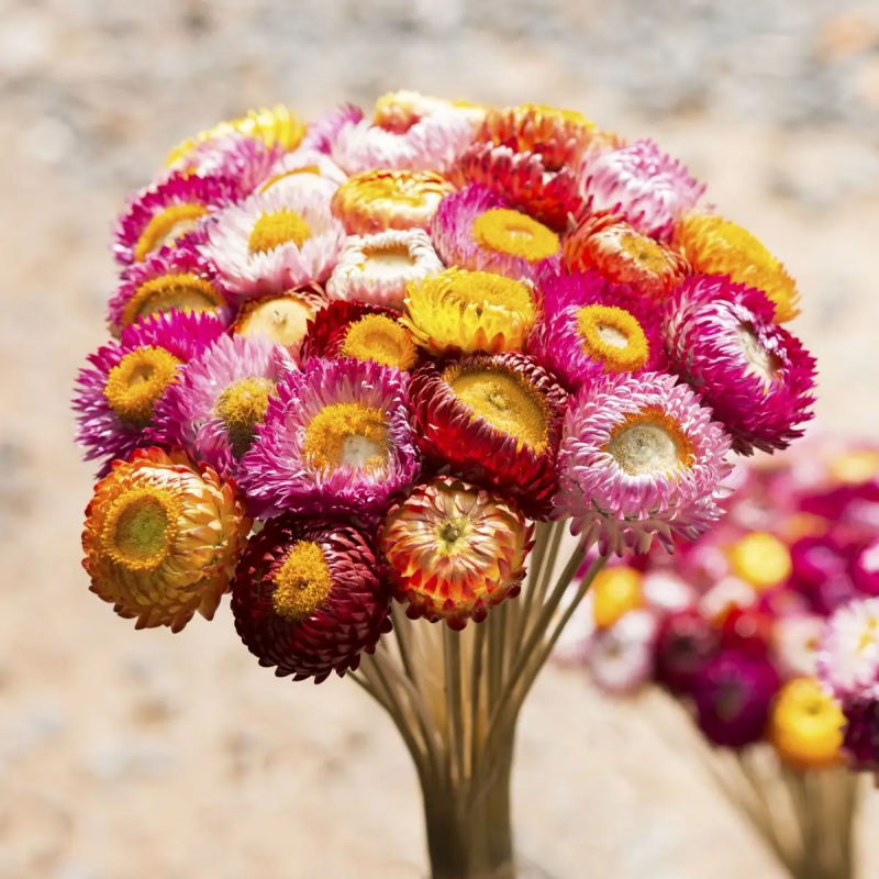 Насіння безсмертника Султан суміш, 0.2 г, Hem, Голландія, Професійне насіння 3