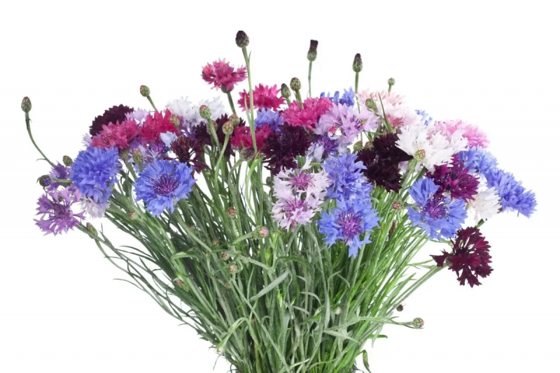 Насіння волошки махрової Чарівна суміш, 0.1 г, Hem, Голландія, Професійне насіння 2