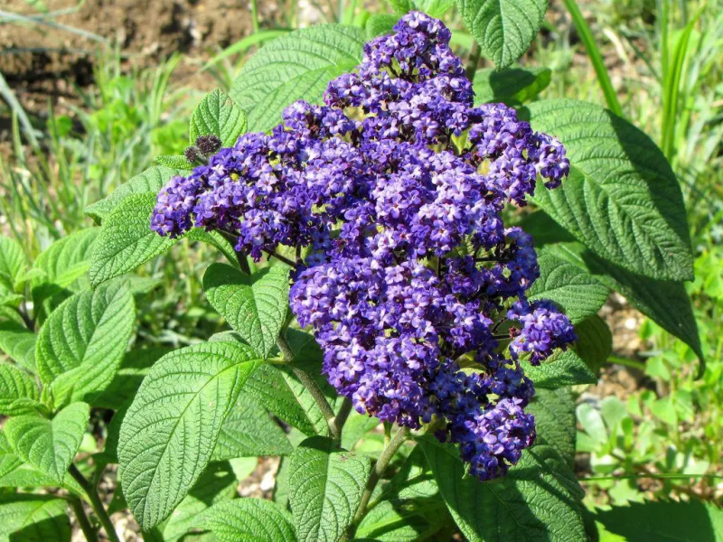 Насіння геліотропу Морський карлик, 0.05 г, Hem, Голландія, Професійне насіння 2