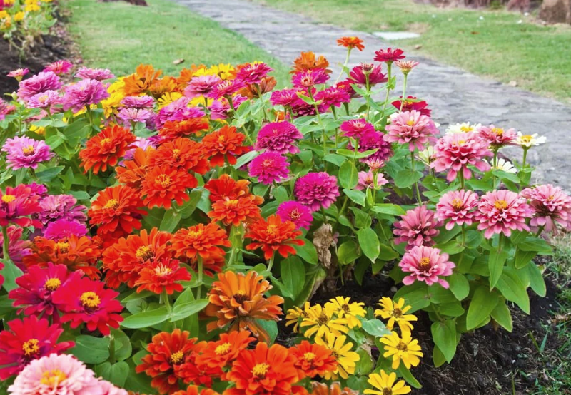 Насіння циннії елегантної Бордюр суміш, 0.2 г, Hem, Голландія, Професійне насіння 2