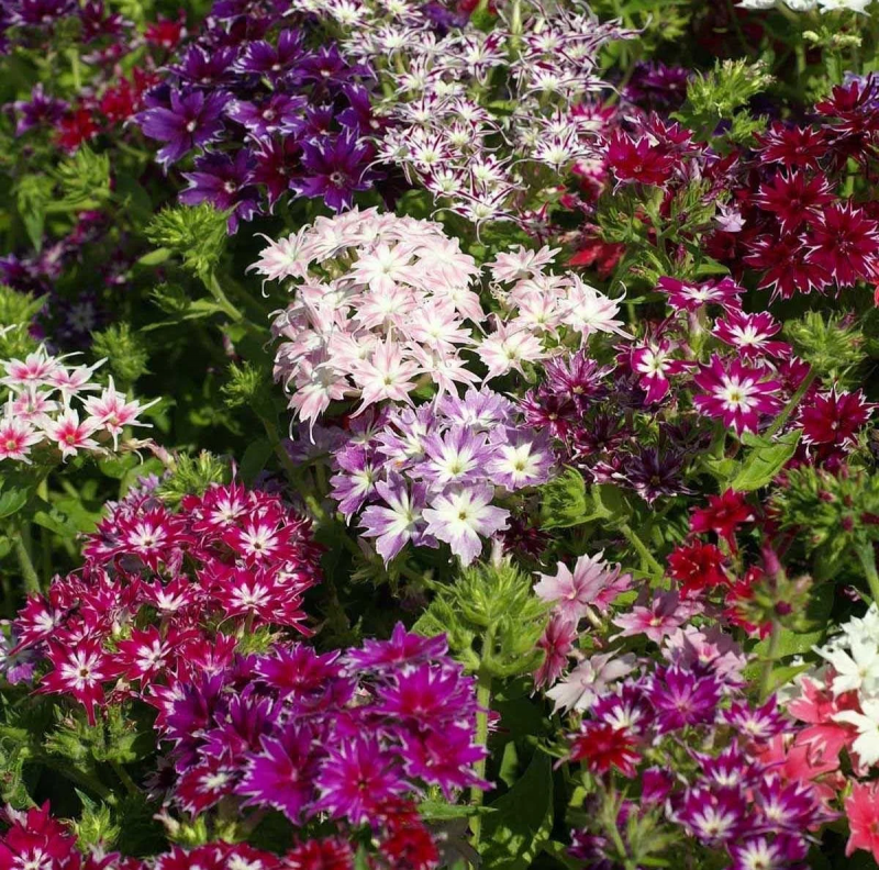 Насіння флоксу друммонді Вогник суміш, 0.2 г, Hem, Голландія, Професійне насіння 2