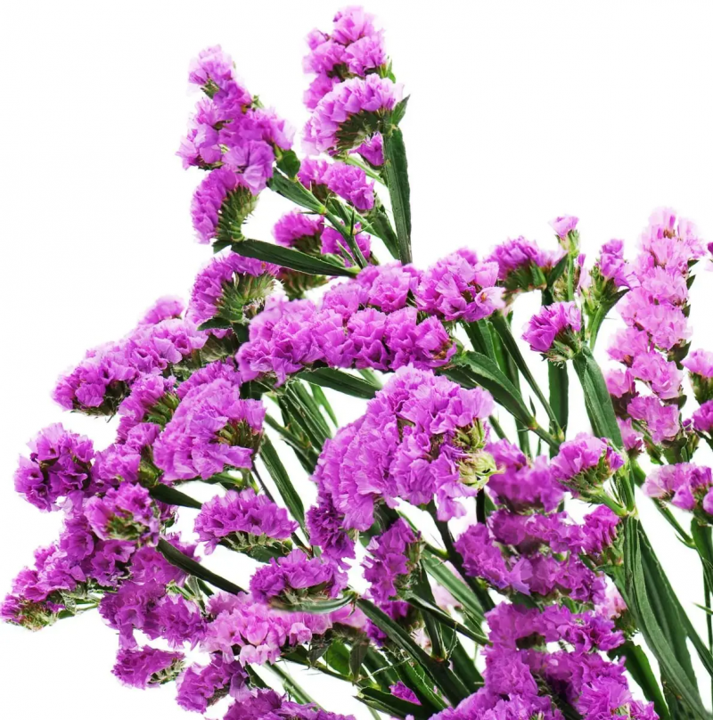 Насіння статиці виїмчастої Рожеве сяйво, 0.1 г, Hem, Голландія, Професійне насіння 3