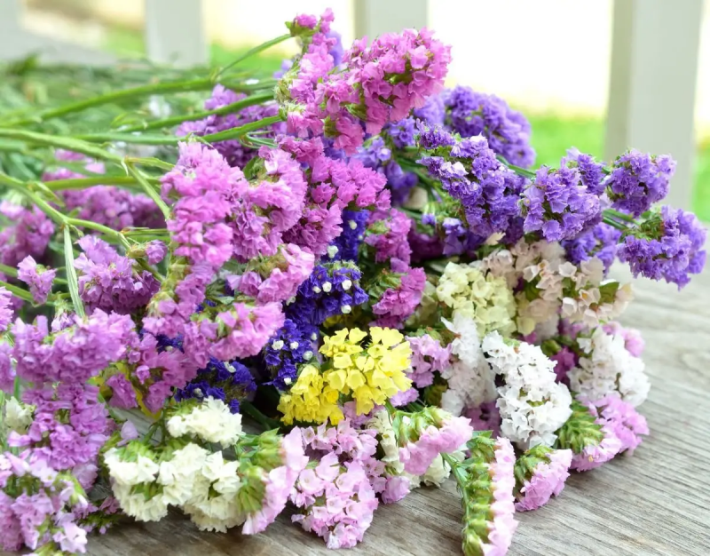 Насіння статиці виїмчастої Пасіфік суміш, 0.2 г, Hem, Голландія, Професійне насіння 2