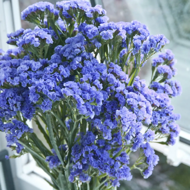 Насіння статиці виїмчатої Блакитний обрій, 0.1г, Hem, Голландія, Професійне насіння 2