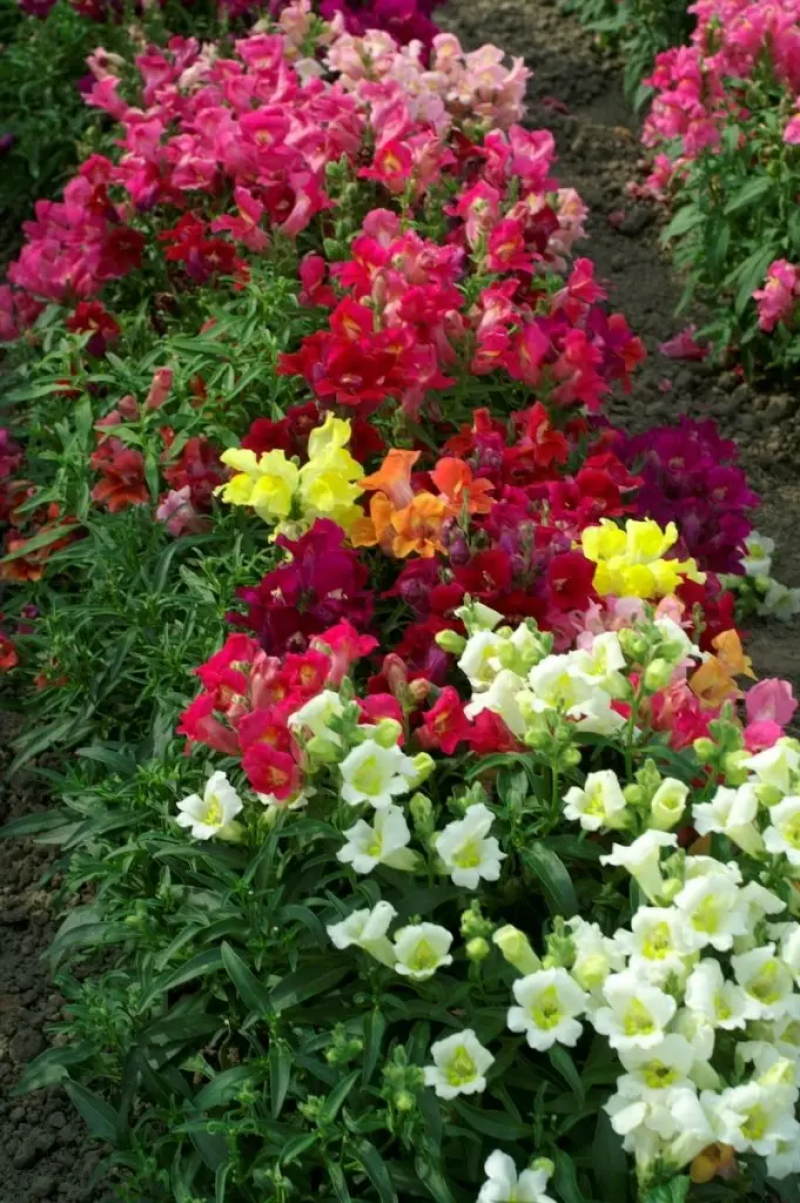 Насіння ротиків Кімосі суміш, 0.05 г, Hem, Голландія, Професійне насіння 2