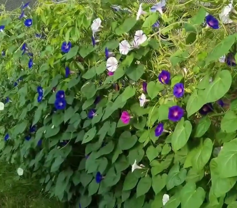 Семена ипомеи Кружево, смесь, 0.5 г, Hem, Голландия, Професійне насіння 3