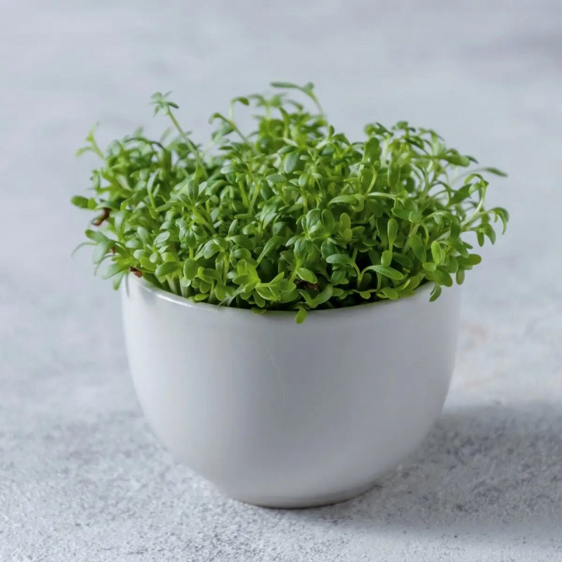 Семена кресс-салата обычного, 0.3 г, Hem, Голландия, Професійне насіння 2