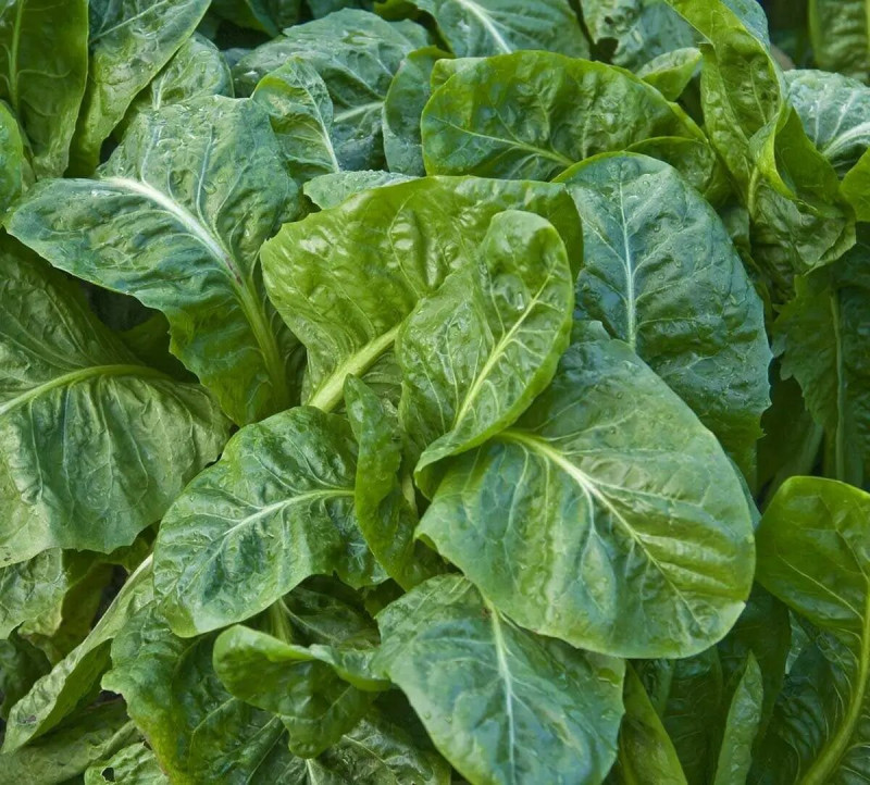 Насіння шпинату Спірос F1, 750 шт, Bejo, Голландія, Професійне насіння 2