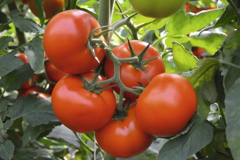 Семена томата Тобольск F1, 8 шт, Bejo, Голландия, Професійне насіння 3