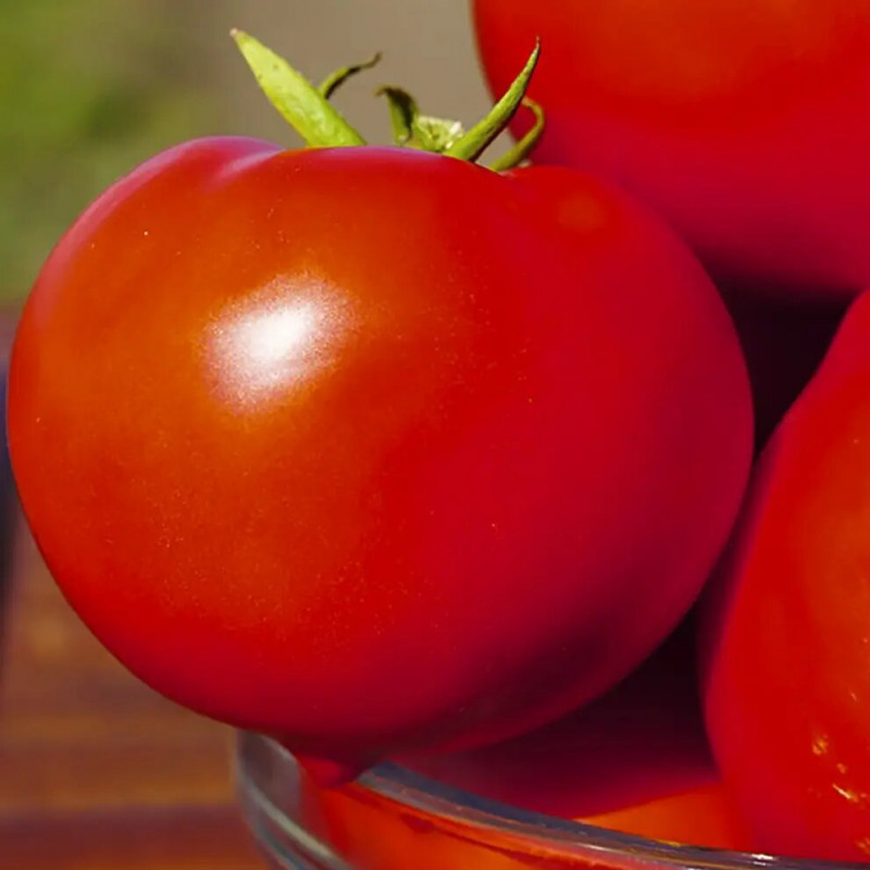 Насіння томату Каста F1, 10 шт, Clause, Франція, Професійне насіння 2