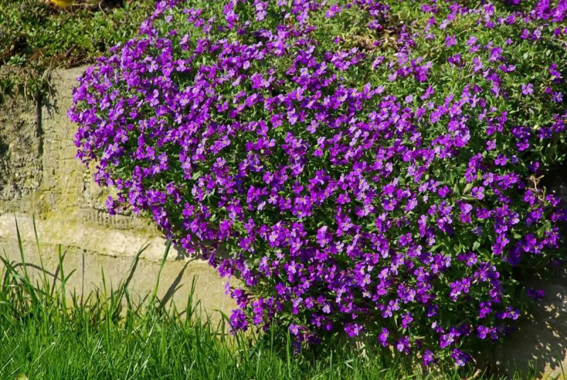 Насіння обрієти Скеляста мозаїка суміш, 0.1 г, Hem, Голландія, Професійне насіння 2