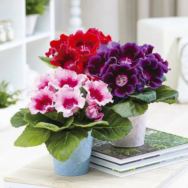 Семена глоксинии Аванти F1, 10 шт, Sakata, Япония, Професійне насіння 2