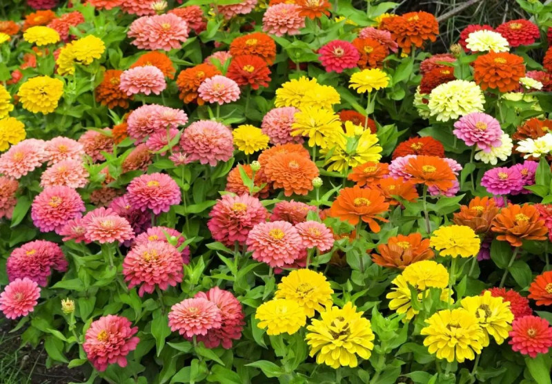 Семена циннии Лилипут смесь, 0.5 г, Hem, Голландия, Професійне насіння 2