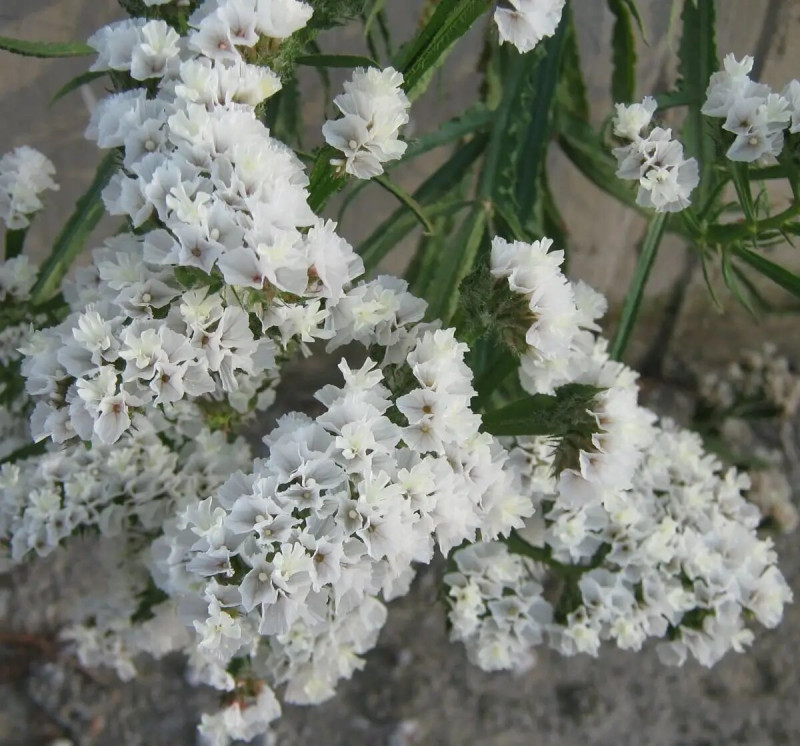 Насіння статіці виїмчатої Айсберг, 0.1 г, Hem, Голландія, Професійне насіння 2