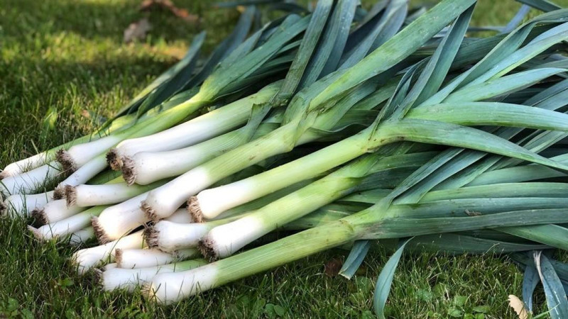 Набір насіння Прянощі до грибів Seedera, 2.3 г 6