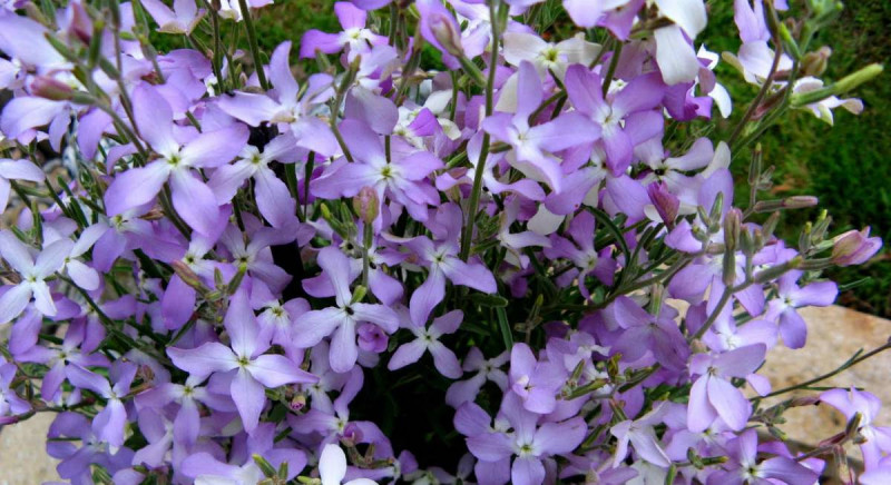 Набір насіння для клумб Шалена пристрасть Seedera, 1.6 г 5