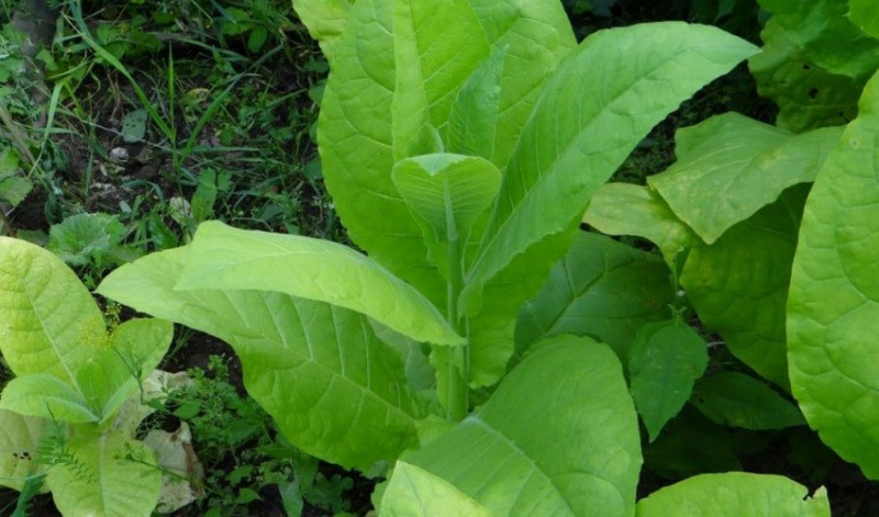 Насіння тютюну курильного Вірджинія Seedera, 0.05 г 2