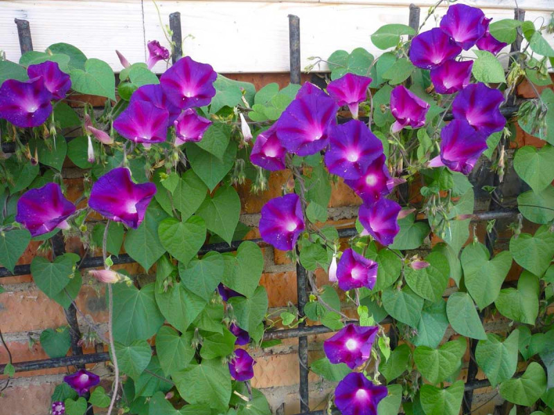 Набор семян для клумб Волшебная волна Seedera, 3.6 г 4