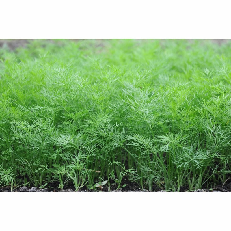 Семена укропа Салют, 10 г, семена Садиба Центр Традиція 2