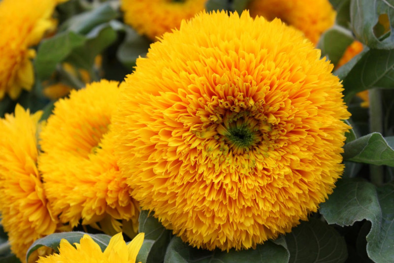 Насіння соняшника Помаранчеве сонце, 0.5 г, Hem Zaden BV, Леда Агро 2