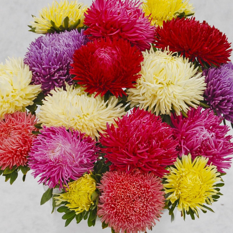 Насіння айстри Ювель, суміш, 0.2 г, Satimex, Німеччина, Садиба Центр 2