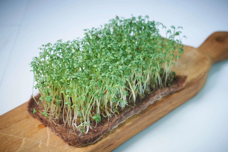 Кокосовий килимок EuroCocos для мікрозелені 100х200 мм, уп. 5 штук 2