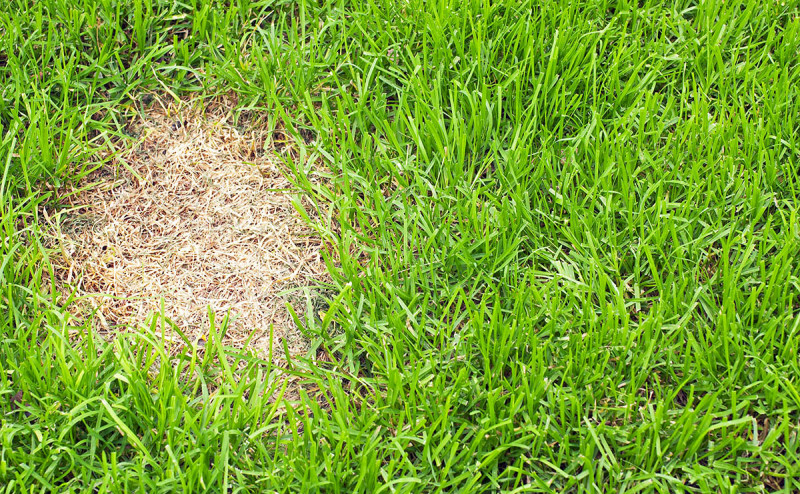 Газонна трава SOS Lawn repair Barenbrug (Баренбруг) вологозберігаюча, 1 кг 2