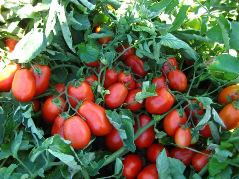 Насіння томату Бріскол F1, 1 шт, United Genetics, Італія, Професійне насіння 3