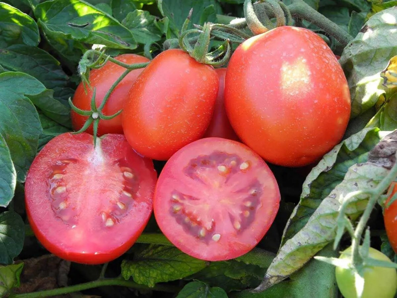 Насіння томату Бріскол F1, 1 шт, United Genetics, Італія, Професійне насіння 2