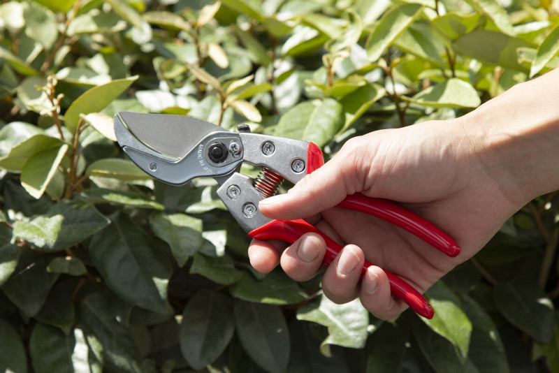 Секатор, ARS, профессиональный с наковальней, VA-8Z  5