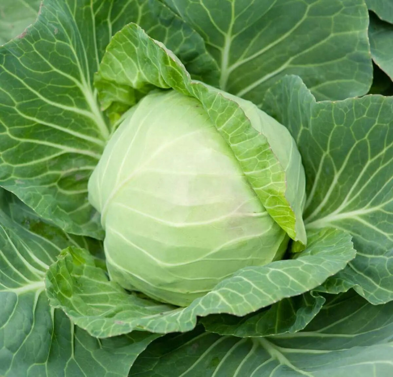 Насіння капусти Кевін, 20шт, Syngenta, Голандія, Насіння Pro seeds 2