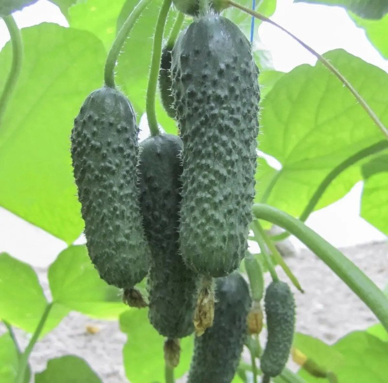 Насіння огірка партенокарпічного Анзор F1, 10шт, Насіння Pro seeds 2