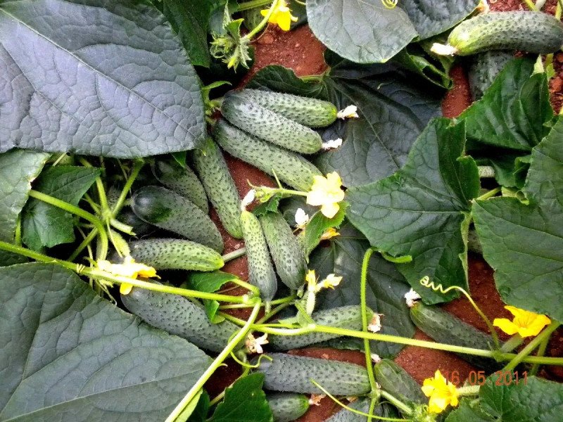 Насіння огірка Солон F1, 10шт, Yuksel, Туреччина, Професійне насіння 2