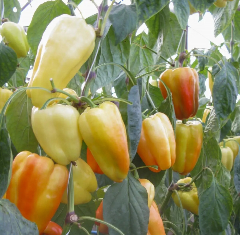 Насіння перцю помаранчевого Барбі F1, 8шт, Професійне насіння 2