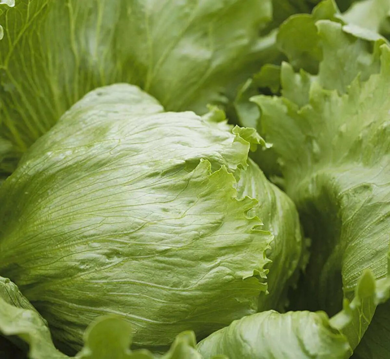 Насіння салату Платінас, 100шт, Rijk Zwaan, Голландія, Професійне насіння 2