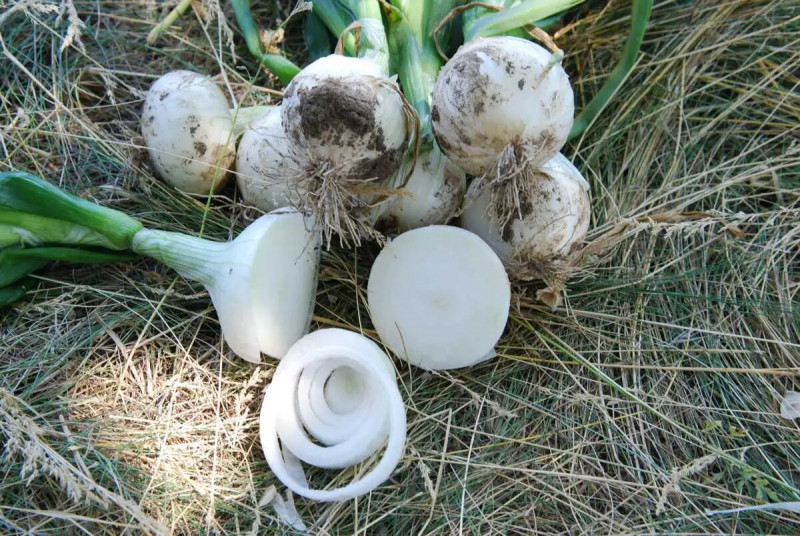 Насіння цибулі білого Вайт Меджик F1, 200шт, United Genetics, Італія, Насіння Pro seeds 3