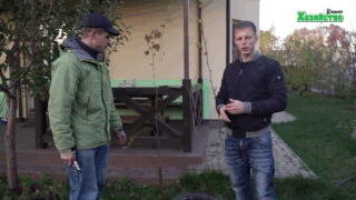 Французский метод обрезки винограда. Формировка Гюйо