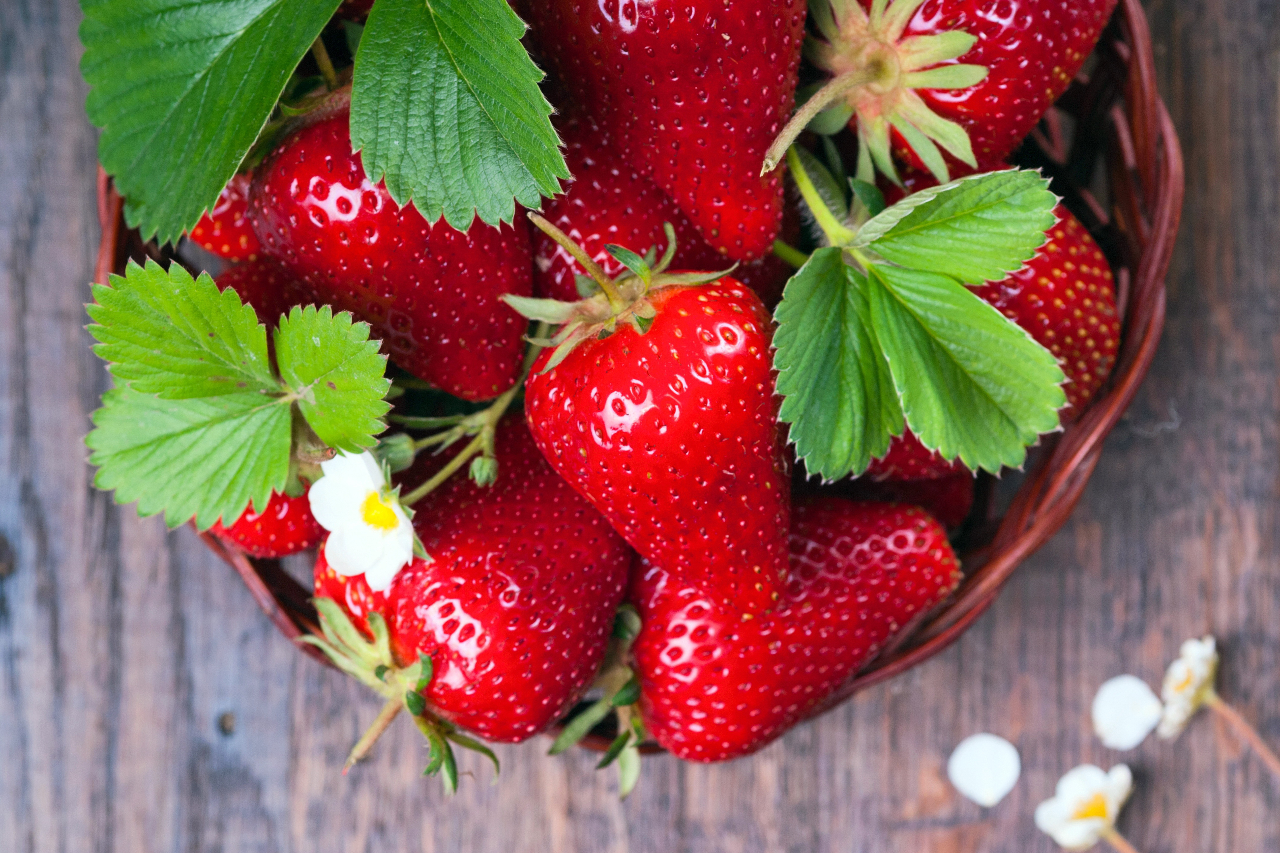 Хочете кілограм полуниці з куща?